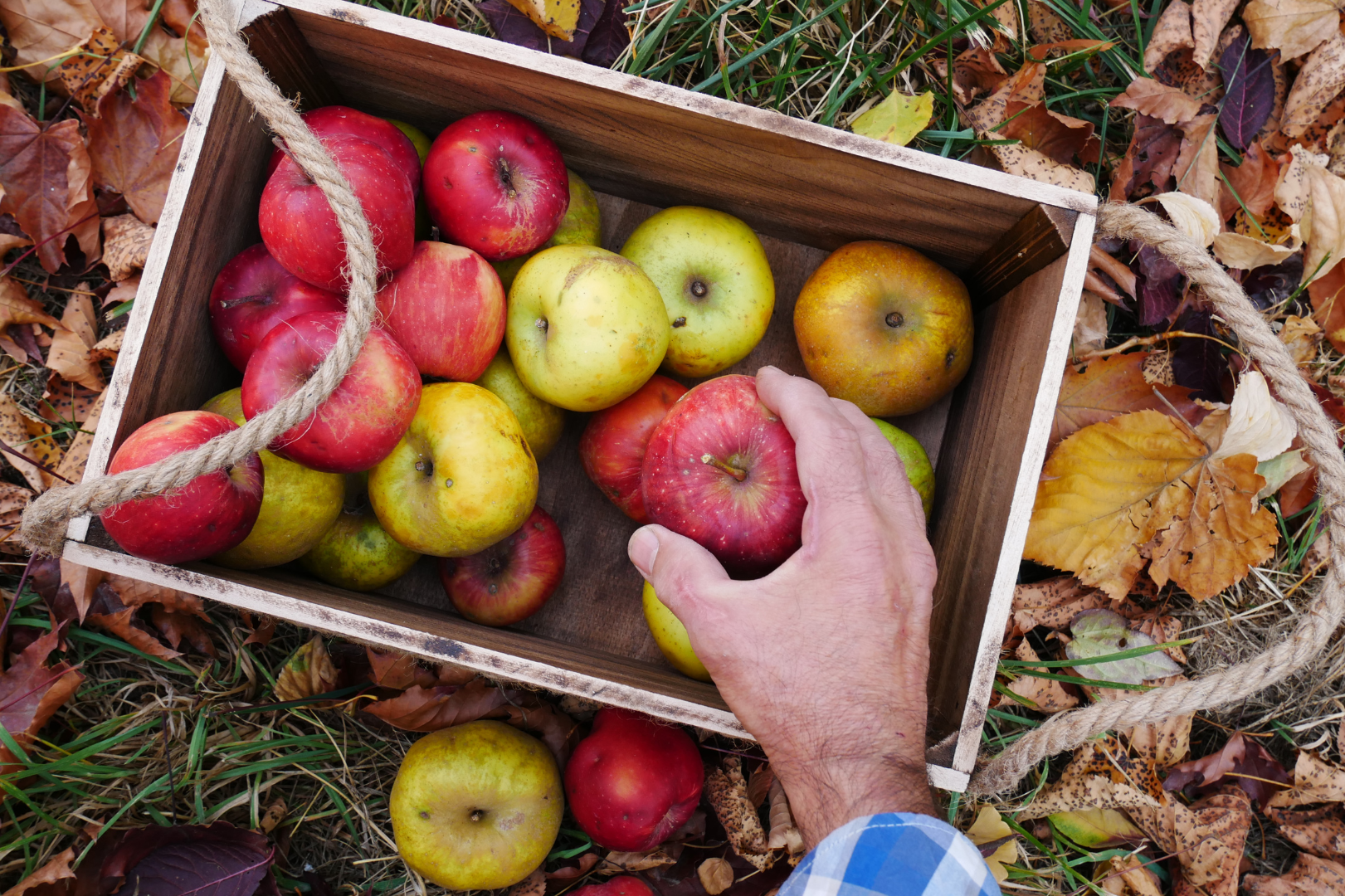 Where to Go Apple Picking in Blue Ridge: A Short Guide